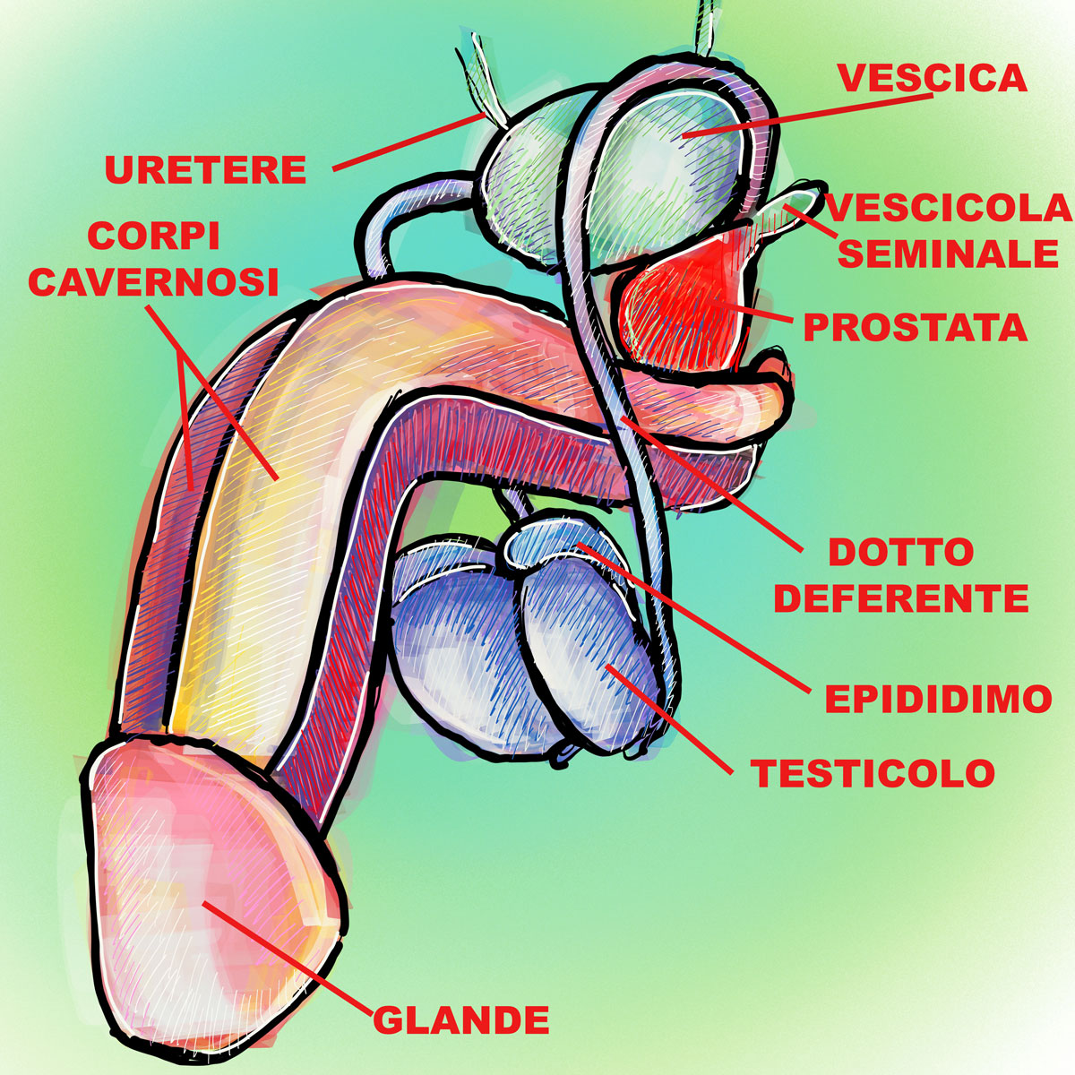 Apparato riproduttivo maschile: schema