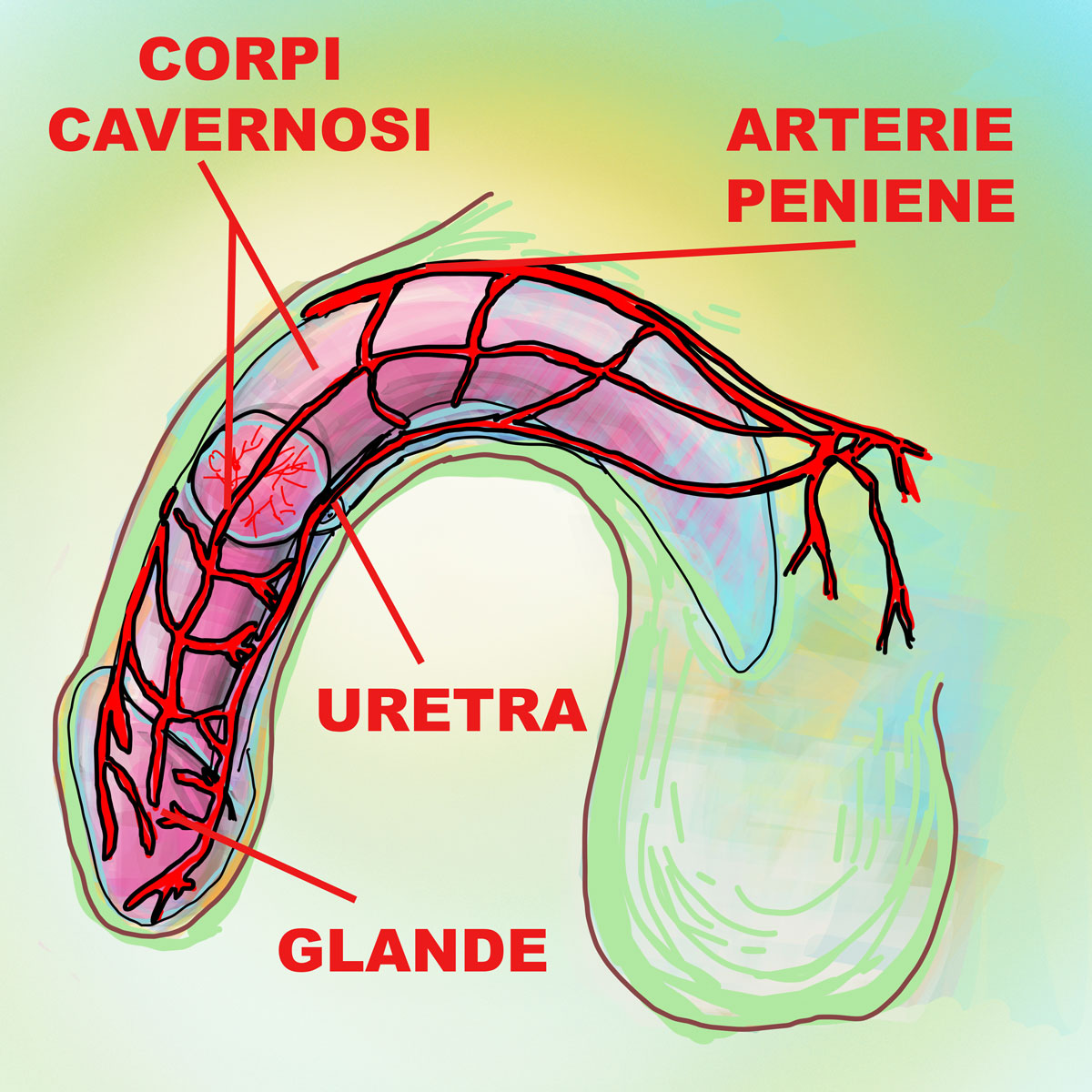 Il pene e i corpi cavernosi: schema