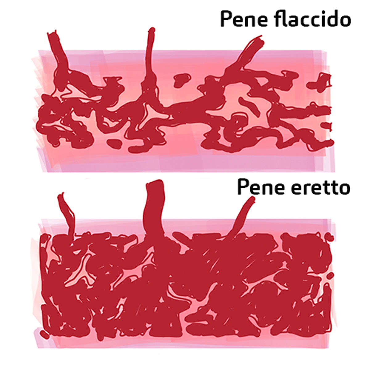 Il meccanismo d'irrigidimento dei corpi cavernosi