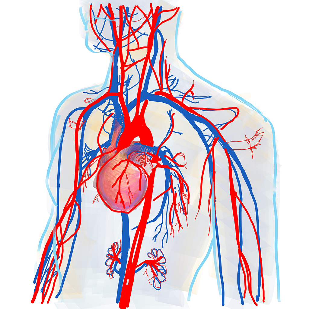 Il sistema cardiocircolatorio umano, schema